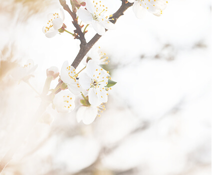 イメージ写真 桜